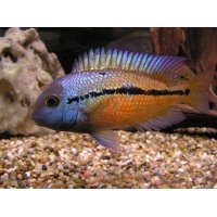 Hypsophrys Nicaraquense 5-6cm