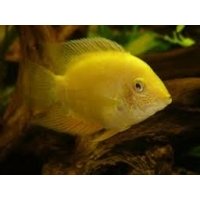 Heros Severum gold 4-5cm