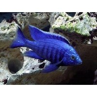 Copadichromis Azureus