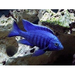 Copadichromis Azureus