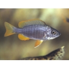Copadichromis Borleyi red fin
