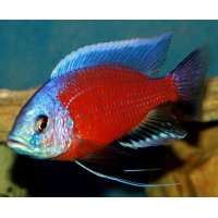 Copadichromis Borleyi Red Kadango F1 10cm