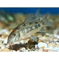 Corydoras Paleatus