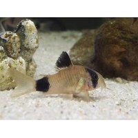 Corydoras Panda 3.5cm