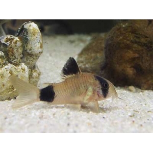 Corydoras Panda longvin