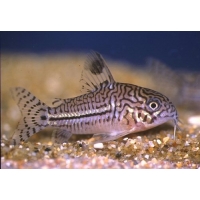 Corydoras Trilineatus 3-4cm