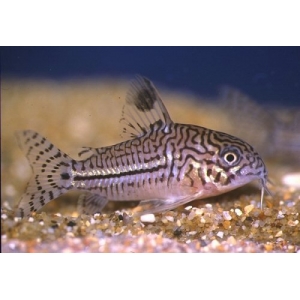 Corydoras Trilineatus 3-4cm