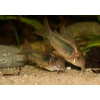 Corydoras Aeneus