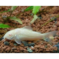 Corydoras Albino