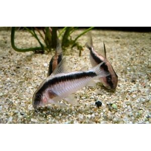 Corydoras Arcuatus 3,5 - 4cm