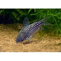 Corydoras Elegans 3cm