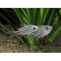 Corydoras Nannus 3-3,5cm