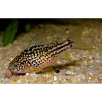 Corydoras Napoensis 3-4cm