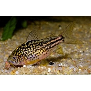 Corydoras Napoensis 3-4cm