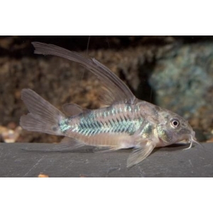 Corydoras Paleatus sluier 