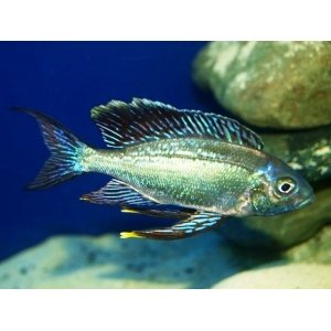 Cyatopharynx Furcufer Sumbu green 4-5cm