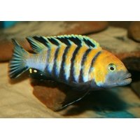 Cynotilapia Afra Cobue