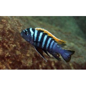 Cynotilapia Afra red top likoma