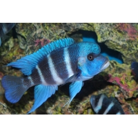 Cyphotilapia Frontosa Blue Mpimbwe