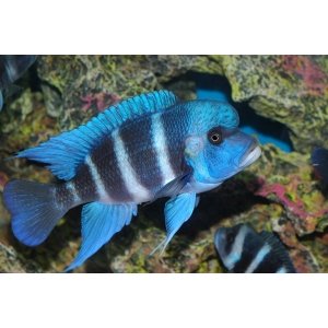 Cyphotilapia Frontosa Blue Mpimbwe