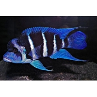 Cyphotilapia Frontosa zambia blue 3-4cm