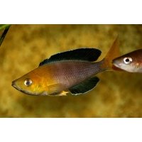 Cyprichromis leptosoma jumbo yellow head 4-5cm