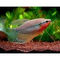 Diamant gourami 5-6cm