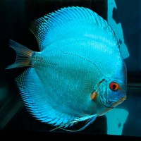 Discus cobalt