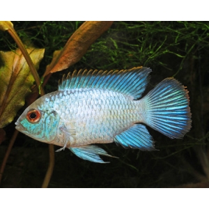 Aequidens Pulcher blue neon 4-5cm