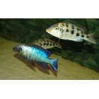 Fossorochromis Rostratus 5-6cm