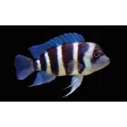 Cyphotilapia Frontosa zambia blue 3-4cm