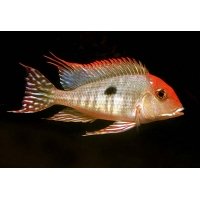 Geophagus Tapajos red head 4-5cm