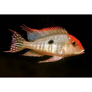 Geophagus Tapajos red head 4-5cm