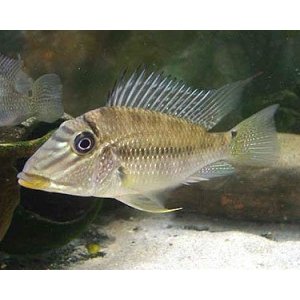 Geophagus Jurupari 4-5cm