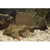 Glyptoperichthys Gibbiceps Glyptoperichthys Gibbiceps