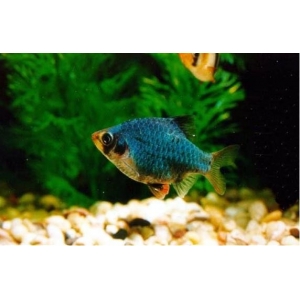 Groene Sumatraan 3-3,5cm