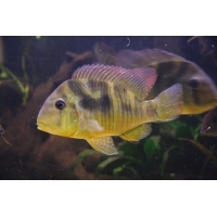 Geophagus Balzanii 4-5cm