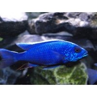 Haplochromis Ahli