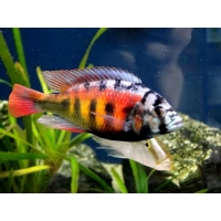 Haplochromis CH-44