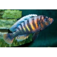 Haplochromis Crimson Tide