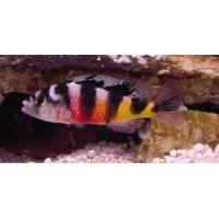 Haplochromis Obliquidens Zebra