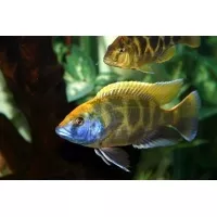 Nimbochromis Venustus 4-5cm Nimbochromis Venustus 4-5cm