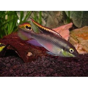 Pelvicachromis Pulcher 4-5cm