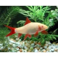 Labeo Frenatus Albino 5cm