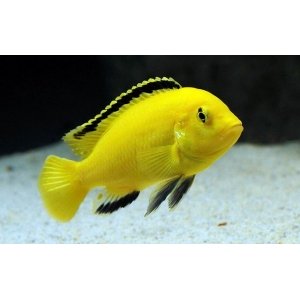 Labidochromis Caeruleus 4-5cm