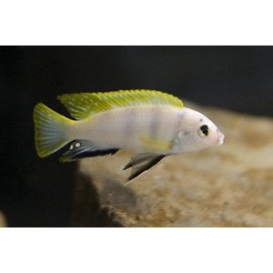 Labidochromis Perlmutt 3-4cm