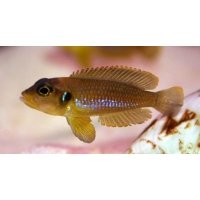 Lamprologus Ocelatus gold 3-4cm