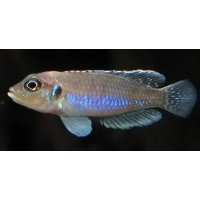 Lamprologus Ocelatus blue 3-4cm