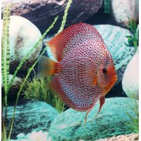 Discus leopard snakeskin