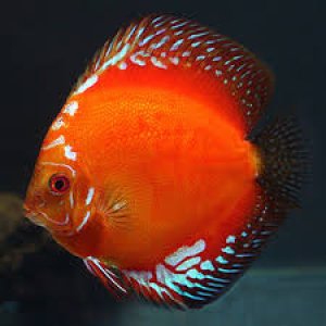 Discus Marlboro red